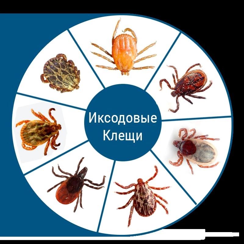 Иксодовые клещи