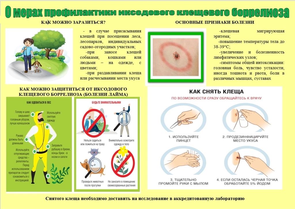 Иксодовые клещи2